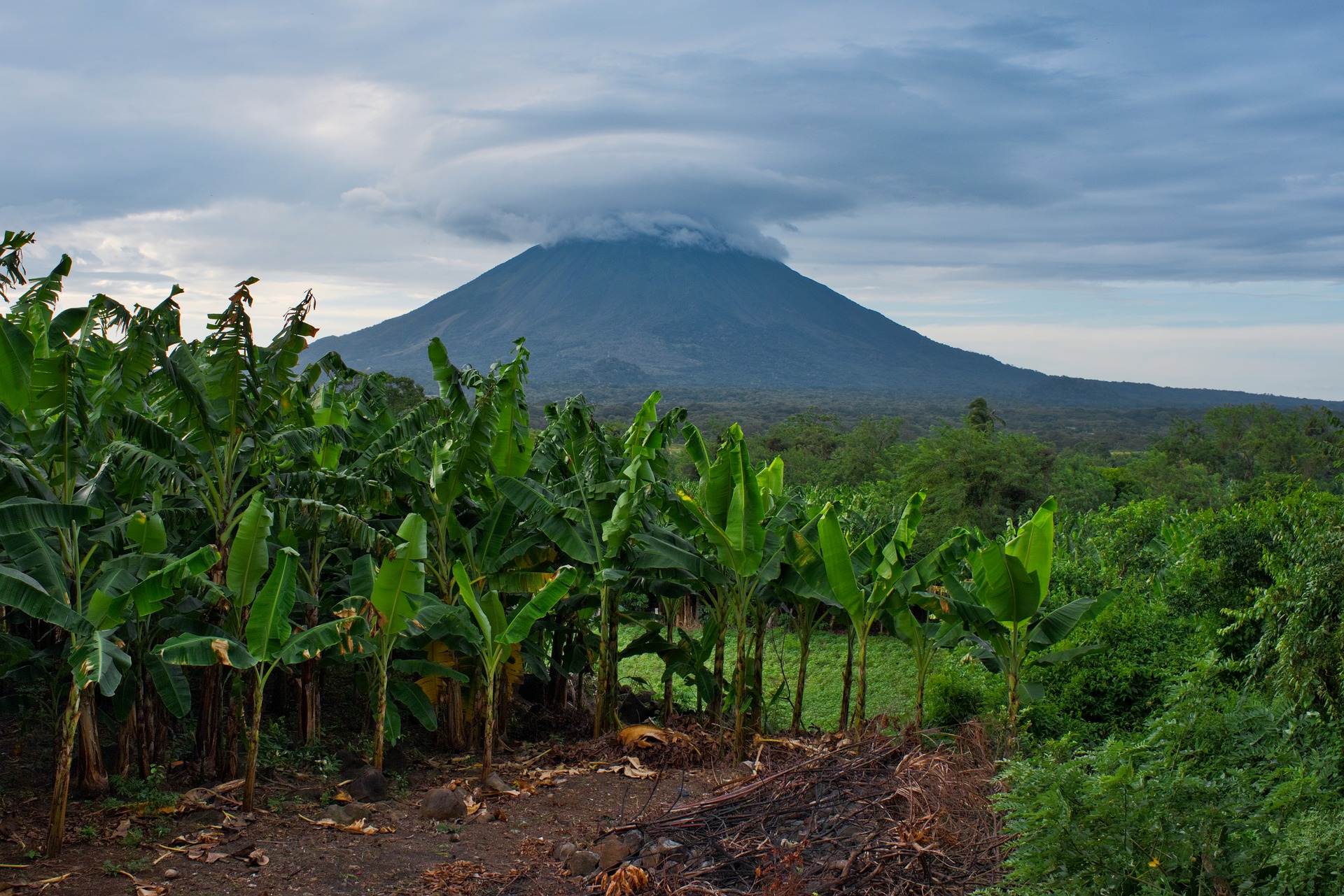 Child Forced Labor Part II: Agriculture in the Americas