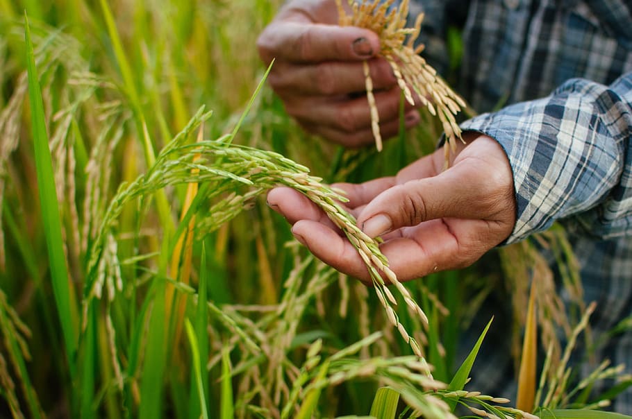 Italy Adopts the First National Plan to Tackle Labor Exploitation in Agriculture