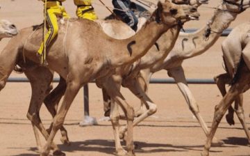 Starting Over: Children Return Home from Camel Racing