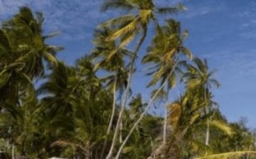 Child Tourism Prostitution in the Context of  Development, in the Coastal Towns of Kenya.