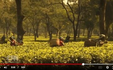 Selling girls from tea plantations for $200
