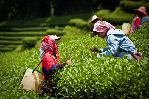 Tea Trap, Kenya