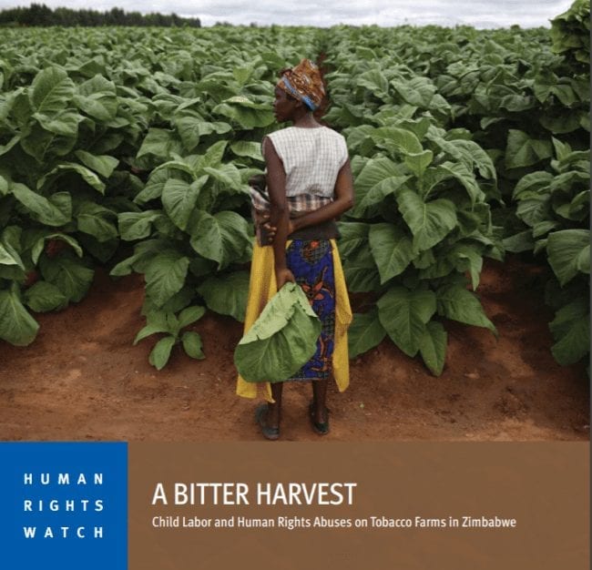 Bitter Harvest: Child Labor and Human Rights Abuses on Tobacco Farms in Zimbabwe