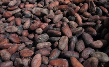 Forced Labor in the Cocoa Sector
