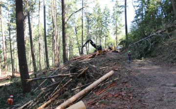 Know the Chain Investor Snapshot on Forced Labor in the Forestry Sector