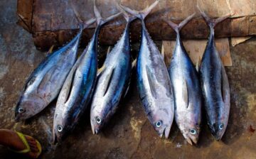 Tracking Modern Slavery in the Fishing Industry