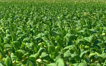 CBP Modifies Withhold Release Order on Imports of Tobacco from Malawi