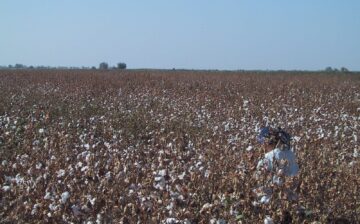 Unfinished Work In The Fight Against Forced Labor In Uzbekistan’s 2019 Cotton Harvest