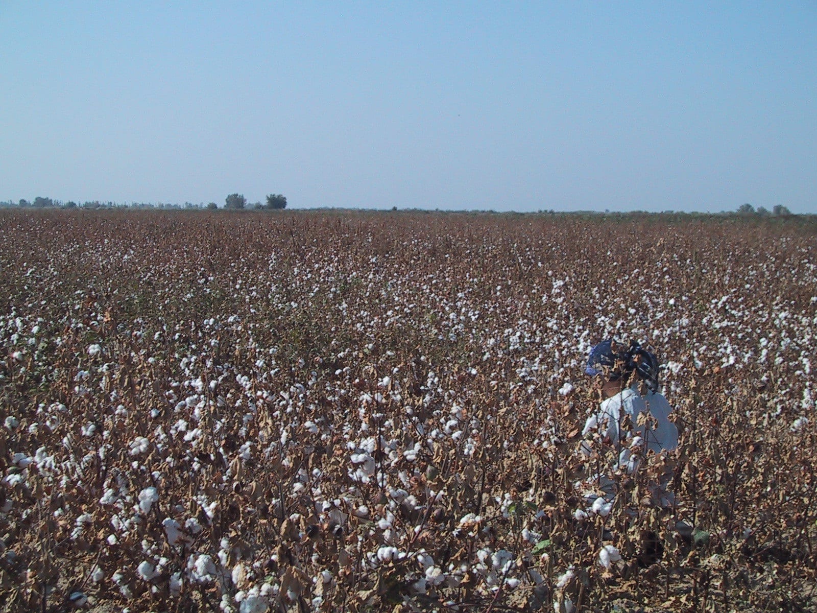 Unfinished Work In The Fight Against Forced Labor In Uzbekistan’s 2019 Cotton Harvest