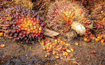 Fears Over Malaysian Plan to use Prisoners on Palm Plantations