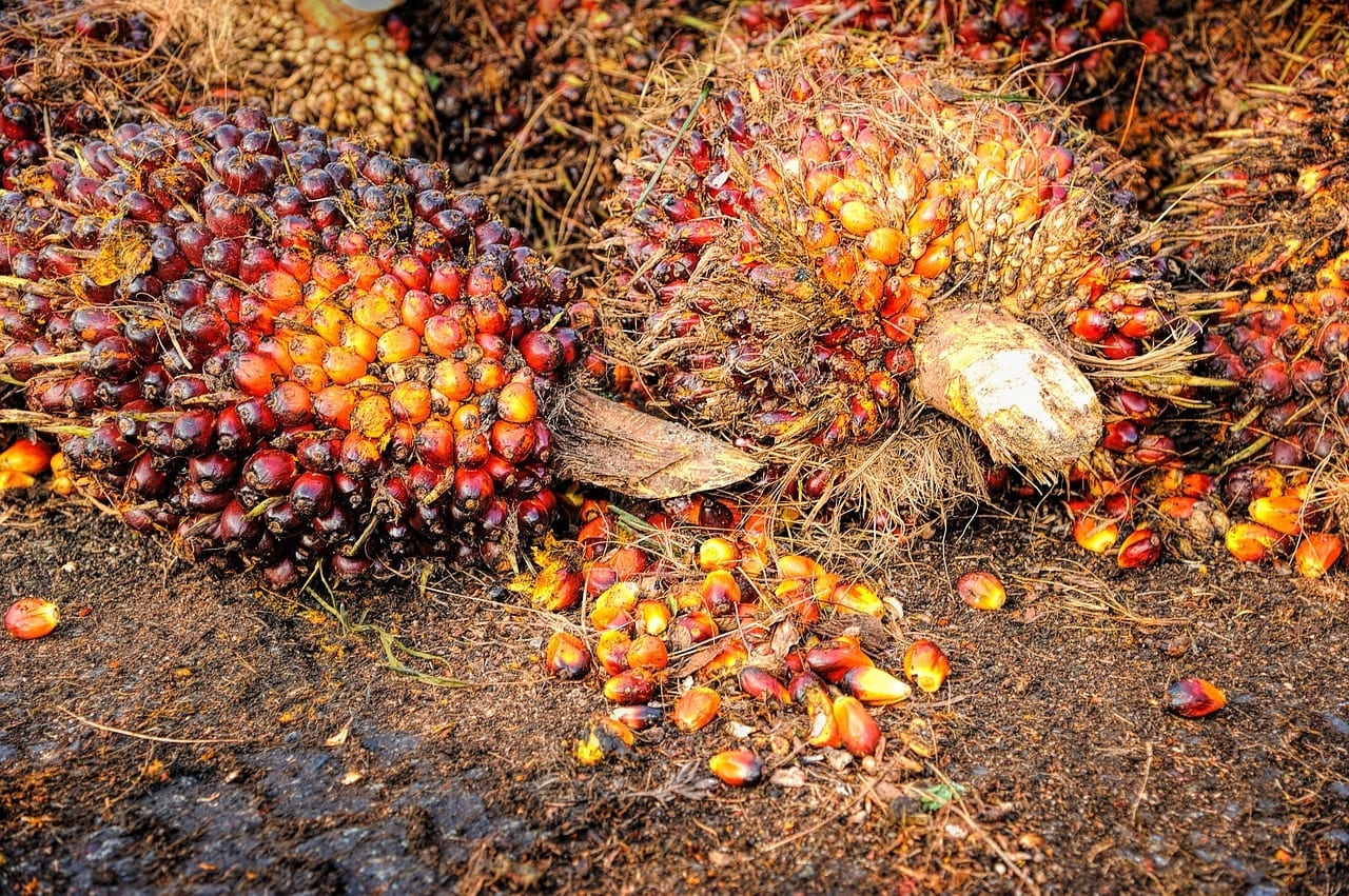 PETITION SUBMITTED TO U.S. CUSTOMS AND BORDER PROTECTION CONCERNING SIME DARBY PLANTATION BERHAD