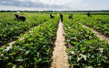 El oscuro mercado de los mexicanos traficados a Canadá como “esclavos modernos”