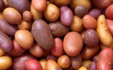 Potato Slaves: The cost of an H-2A visa in Texas