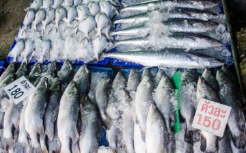 Southeast Asia’s Tuna Canneries Urged to Eliminate Modern Slavery at Sea