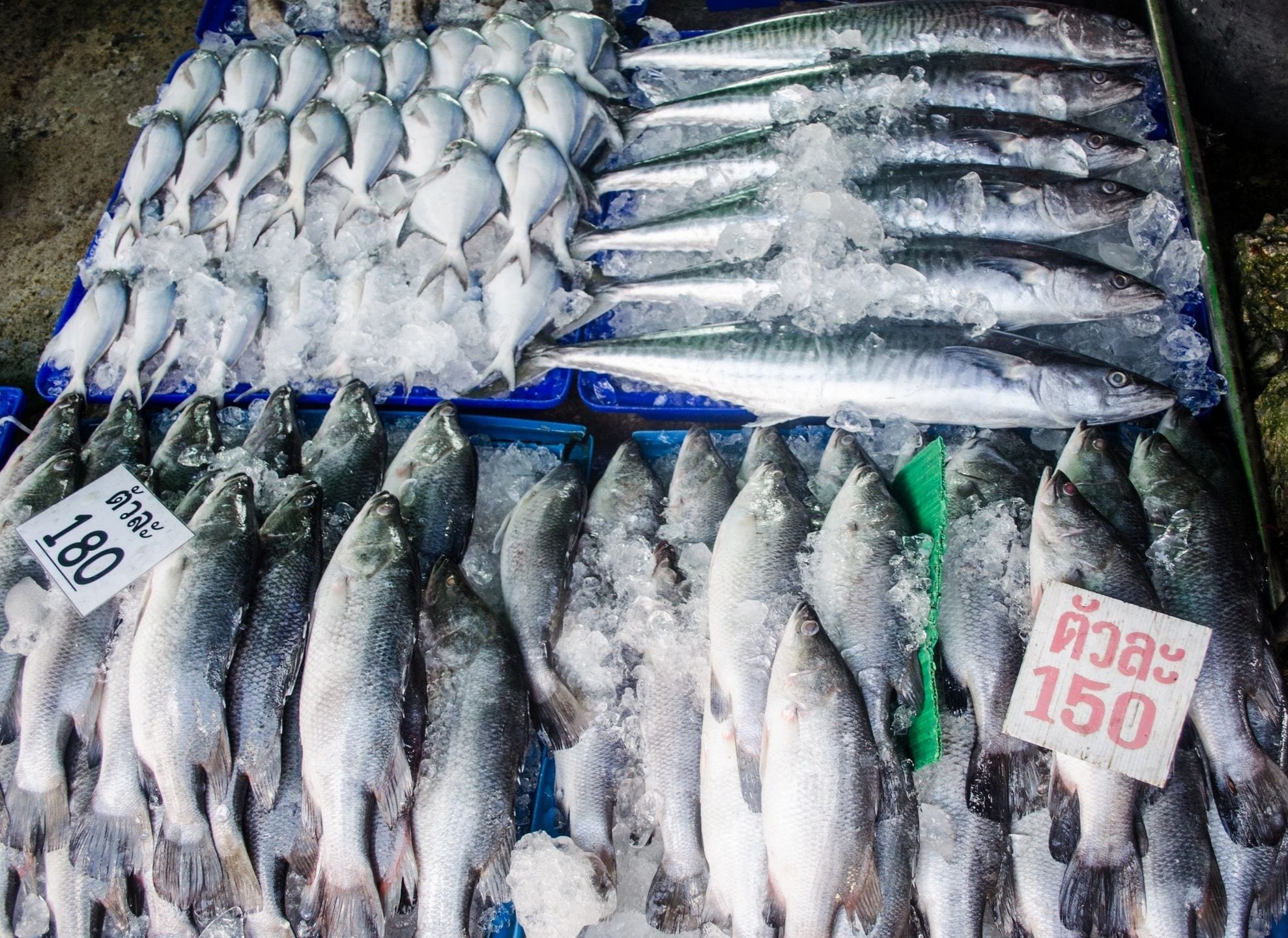 Southeast Asia’s Tuna Canneries Urged to Eliminate Modern Slavery at Sea