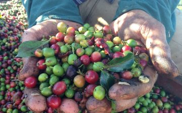 COVID-19 in the Coffee Sector: Challenges for Workers and Farmers
