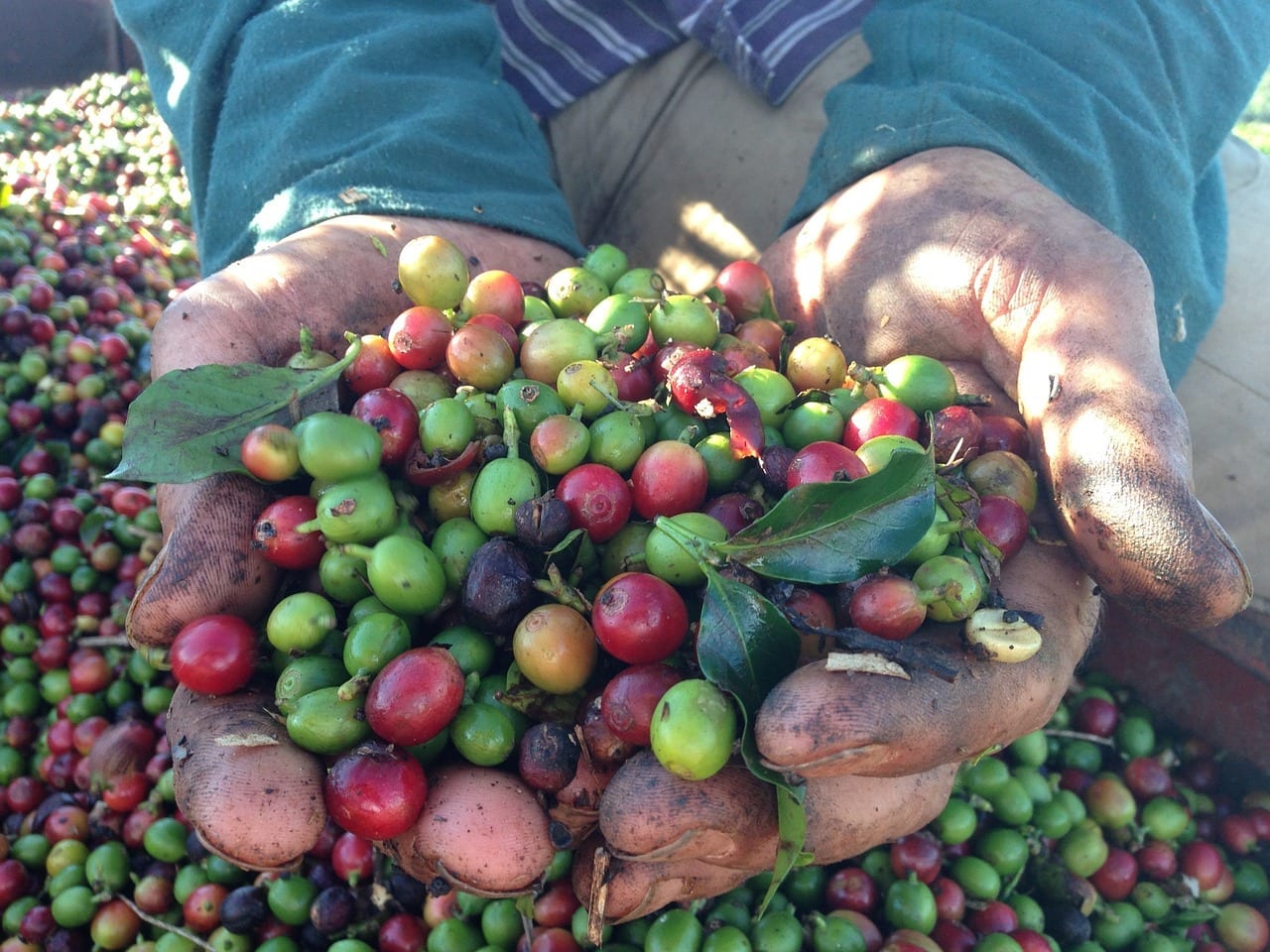 COVID-19 in the Coffee Sector: Challenges for Workers and Farmers