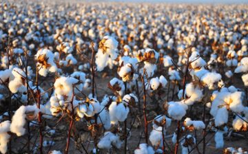 DHS Cracks Down on Goods Produced by China’s State-Sponsored Forced Labor