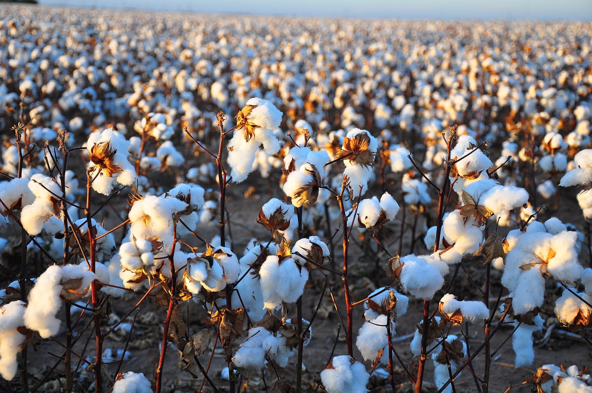Turkmenistan cotton harvest continued to use forced labor in 2020
