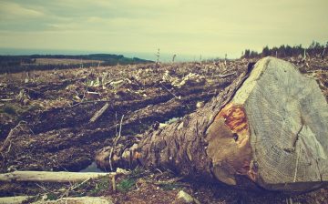 Ending slavery by decarbonisation? Exploring the nexus of modern slavery, deforestation, and climate change action via REDD+