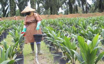Case Study on Improving Management of Human Rights Risk in the Extended Palm Oil Supply Chain