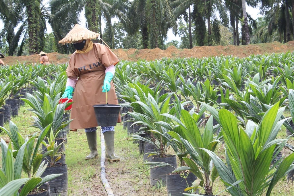 Case Study on Improving Management of Human Rights Risk in the Extended Palm Oil Supply Chain