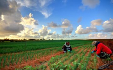 Tiempo de reforma: Abuso de las y los trabajadores agrícolas en el Programa de Visa H-2A