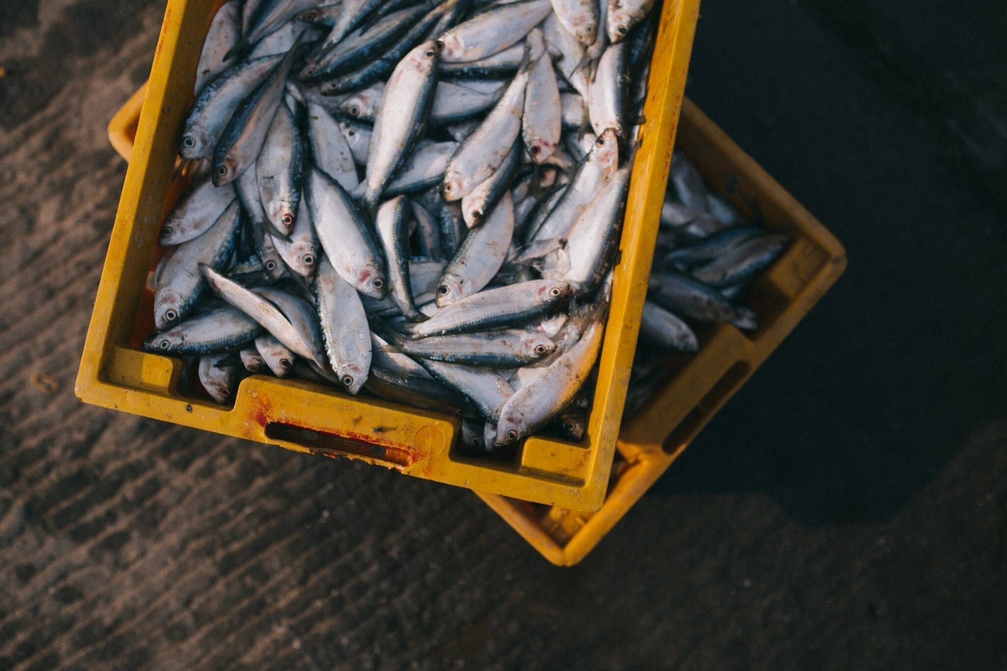 Worker Voice on Fishing Vessels