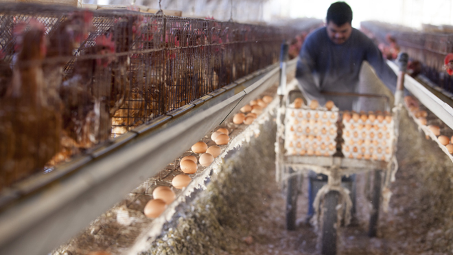 Chicken farms must convert to cage free in California