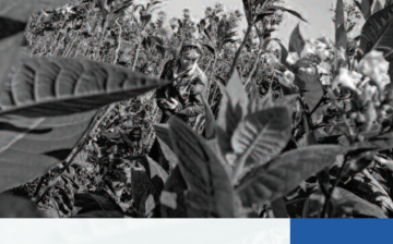 “Hellish Work” Exploitation of Migrant Tobacco Workers in Kazakhstan