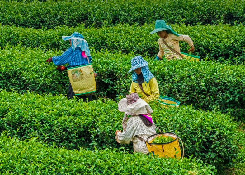 Trouble brewing: The Need for Transparency in Tea Supply Chains