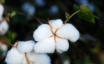 Laundering Cotton: How Xinjiang Cotton is Obscured in International Supply Chains