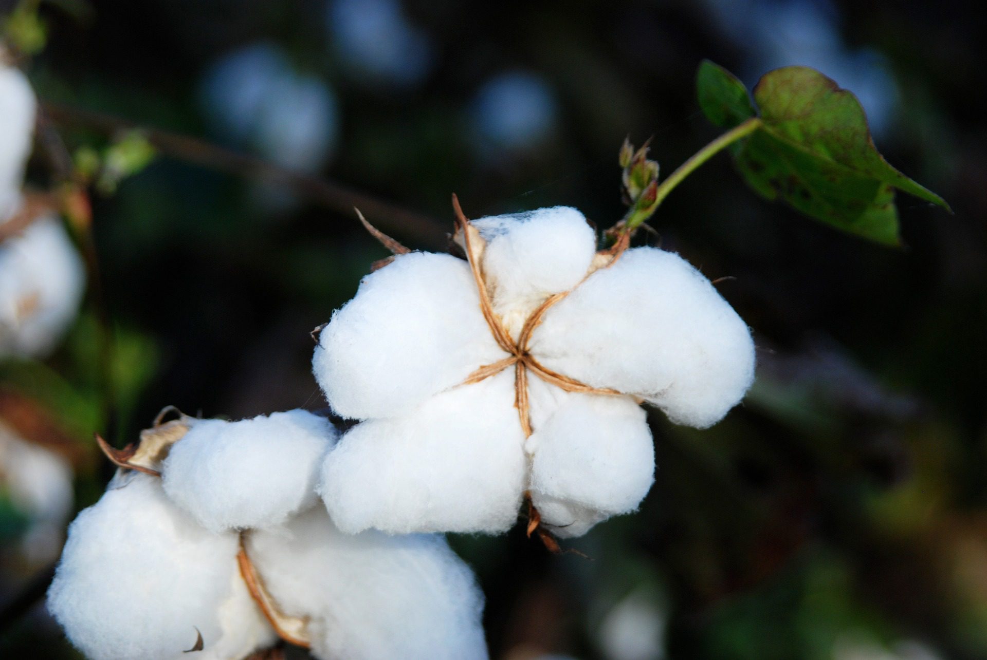 Laundering Cotton: How Xinjiang Cotton is Obscured in International Supply Chains