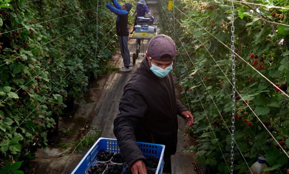 Fruit pickers lured to Portugal by the dream of a ‘raspberry passport’