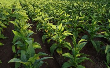 Tobacco’s Hidden Children: Hazardous Child Labor in United States Tobacco Farming