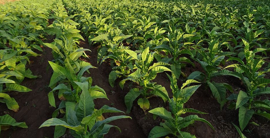 Tobacco’s Hidden Children: Hazardous Child Labor in United States Tobacco Farming