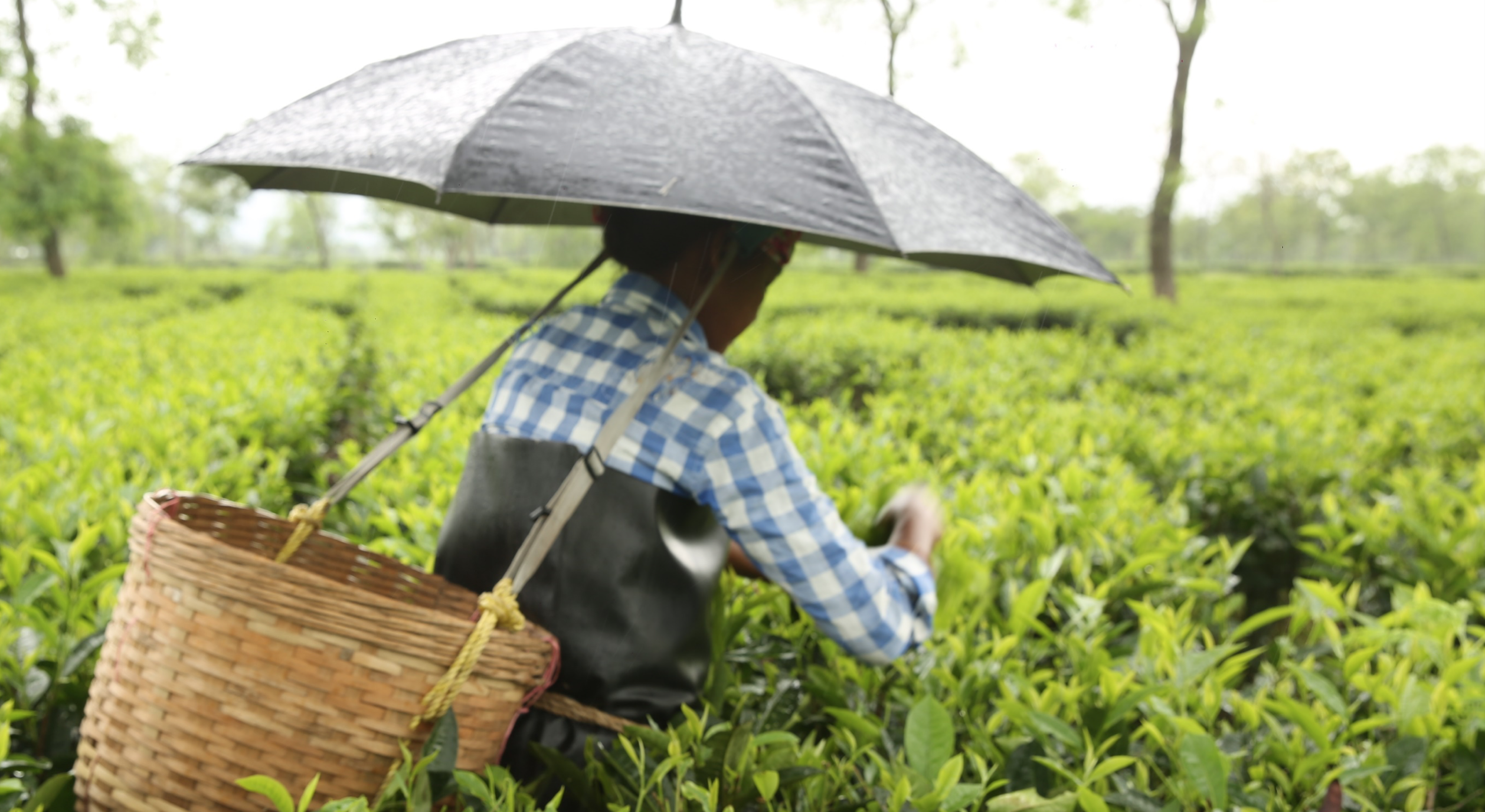 Addressing the human cost of Assam tea: An agenda for change to respect, protect and fulfil human rights on Assam tea plantations