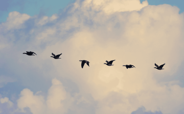 Is Regular Migration Safer Migration? Insights from Thailand