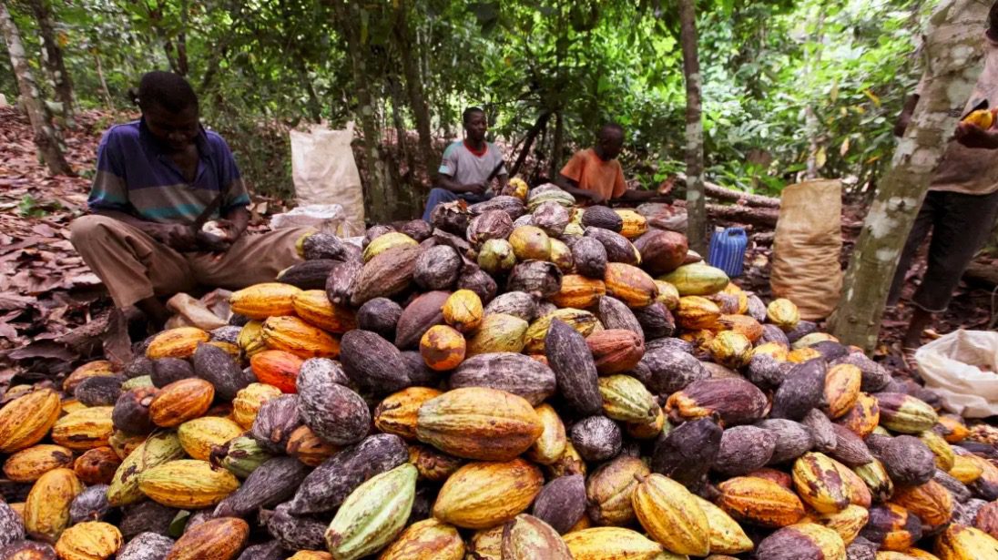 EU lawmakers are pushing for a plan to raise cocoa prices in west Africa