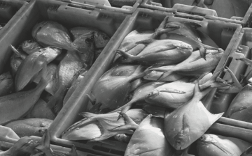 Falling Through the Net. A Survey of Basic Labour Rights among Migrants Working in Thailand’s Fishing Sector