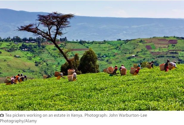 Kenyan tea pickers on Scottish-run farm to pursue health issues in UK court