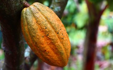 Cocoa Living Income Compendium: A Cocoa Barometer Consultation Paper