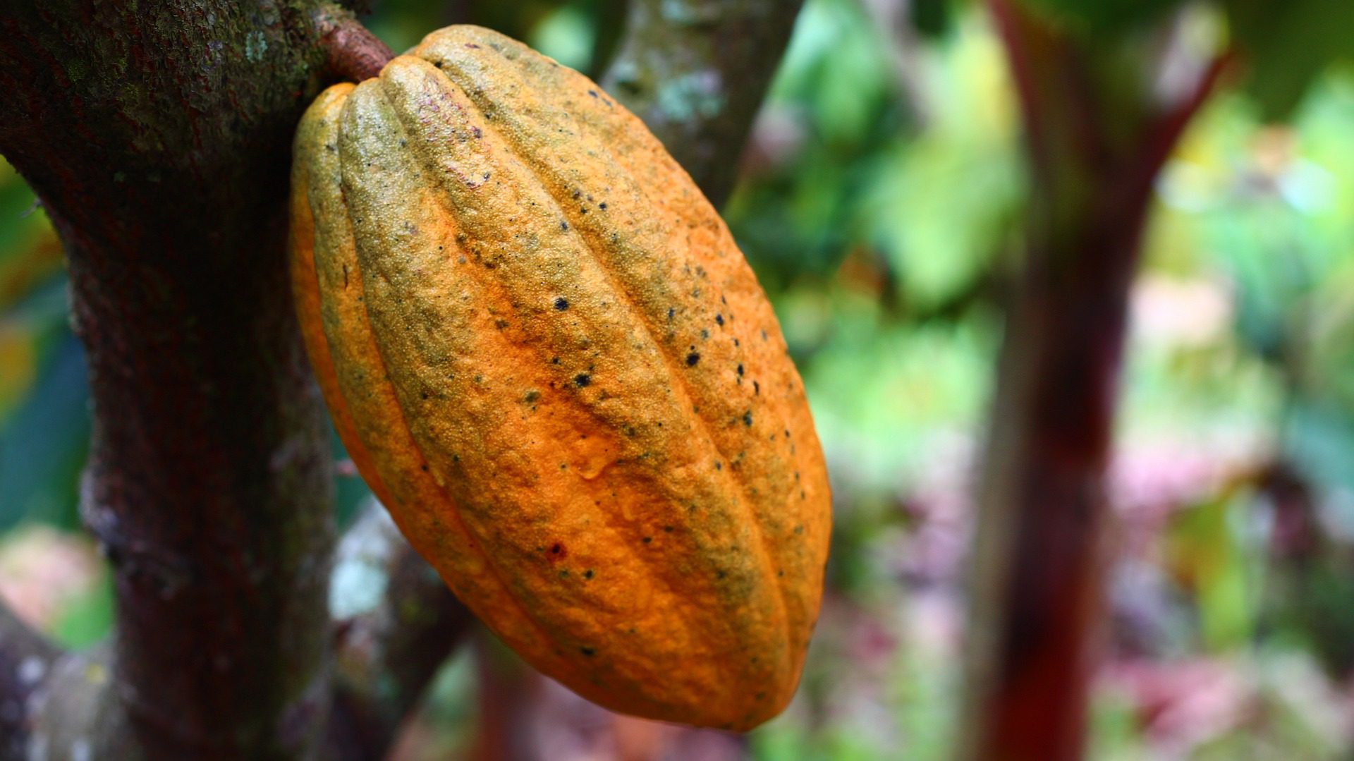 Cocoa Living Income Compendium: A Cocoa Barometer Consultation Paper