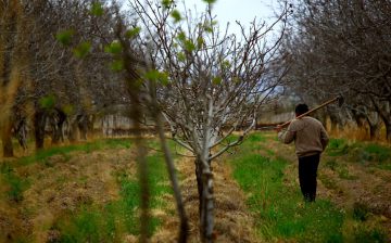 Unfair competition under the USMCA: The case of migrant workers on US farms