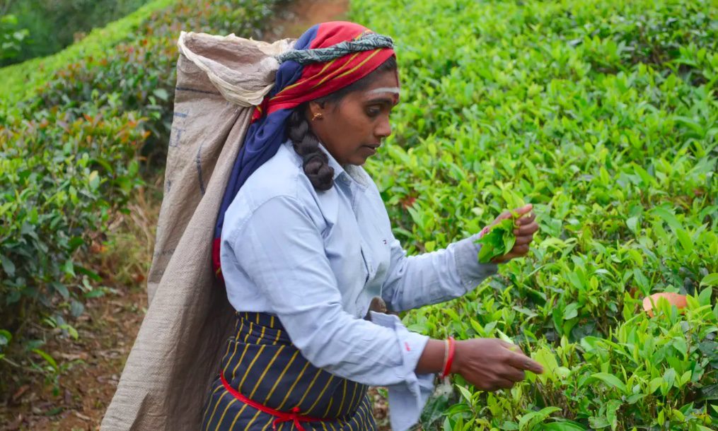 ‘We give our blood so they live comfortably’: Sri Lanka’s tea pickers say they go hungry and live in squalor