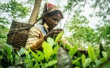 ‘We give our blood so they live comfortably’: Sri Lanka’s tea pickers say they go hungry and live in squalor