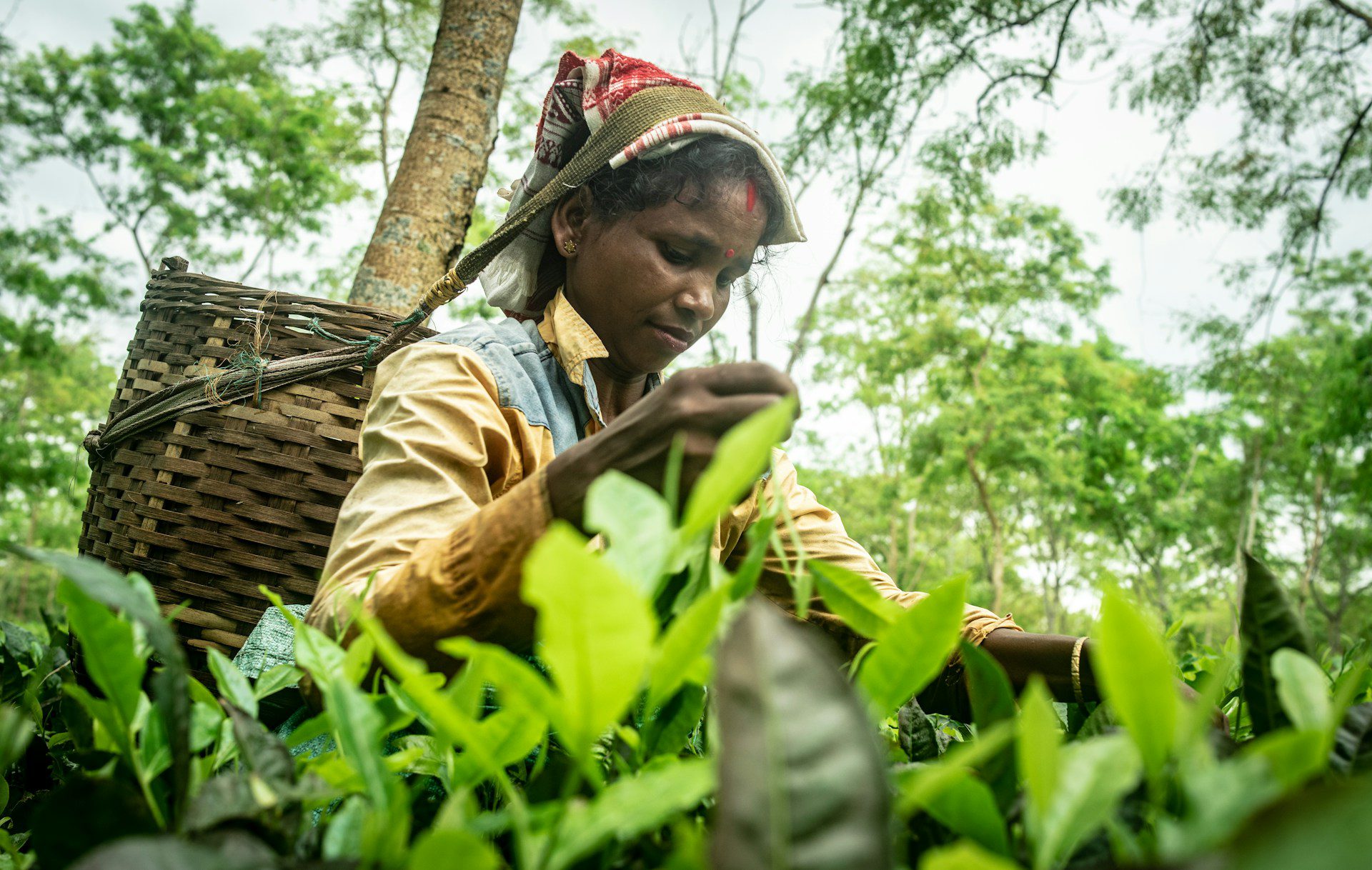 ‘We give our blood so they live comfortably’: Sri Lanka’s tea pickers say they go hungry and live in squalor