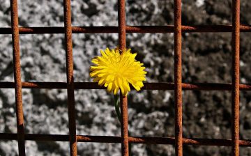Survivor Engagement in the Anti-Trafficking Field: History, Lessons Learned, and Looking Forward