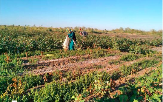Time for Change: Forced Labor in Turkmenistan Cotton
