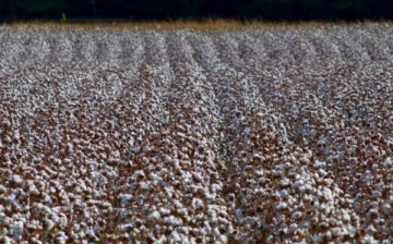 Cotton harvest in Turkmenistan tainted by state-sponsored forced labor